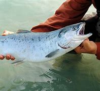 Ikan Salmon Hidup Di Perairan Apa